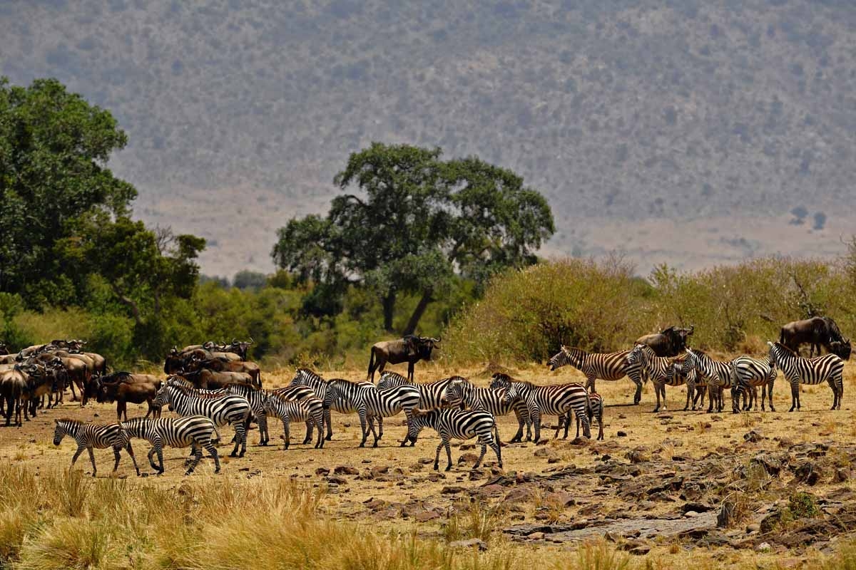 Zebra gather during the annual wildebeest migration in the Masai Mara game reserve on September 12, 2016. 