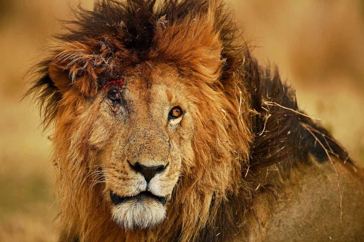 A male lion injured from a fight with another male during the annual wildebeest migration in the Masai Mara game reserve is seen on September 12, 2016. A male lion injured from a fight with another male during the annual wildebeest migration in the Masai Mara game reserve is seen on September 12, 2016.