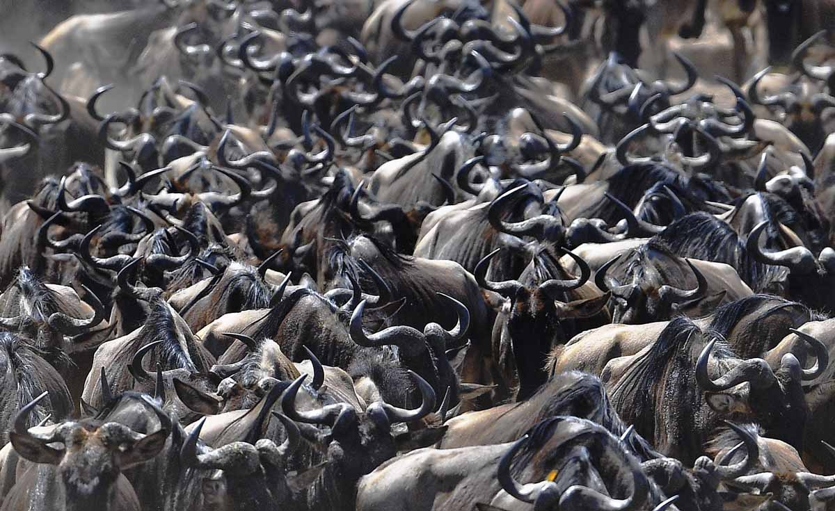 A wildebeest herd is pictured on September 13, 2016 during the annual wildebeest migration in the Masai Mara game reserve. A wildebeest herd is pictured on September 13, 2016 during the annual wildebeest migration in the Masai Mara game reserve.
