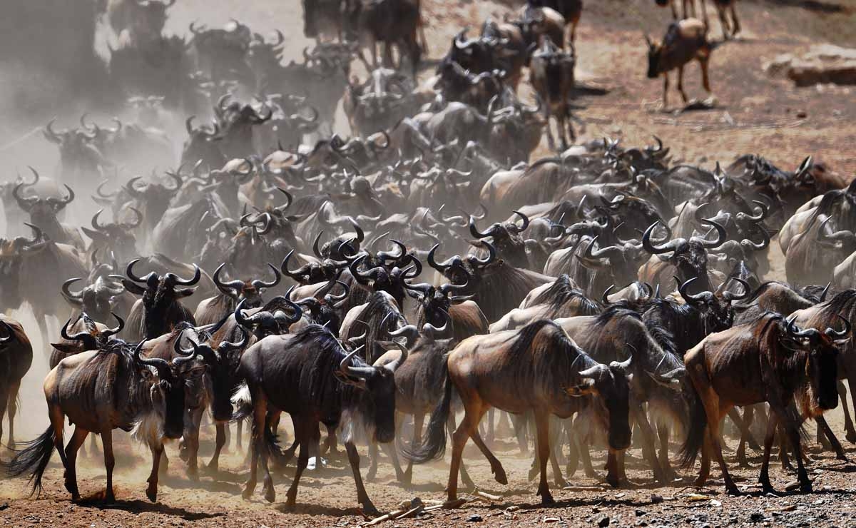 A wildebeest herd is pictured on September 13, 2016 during the annual wildebeest migration in the Masai Mara game reserve. A wildebeest herd is pictured on September 13, 2016 during the annual wildebeest migration in the Masai Mara game reserve.