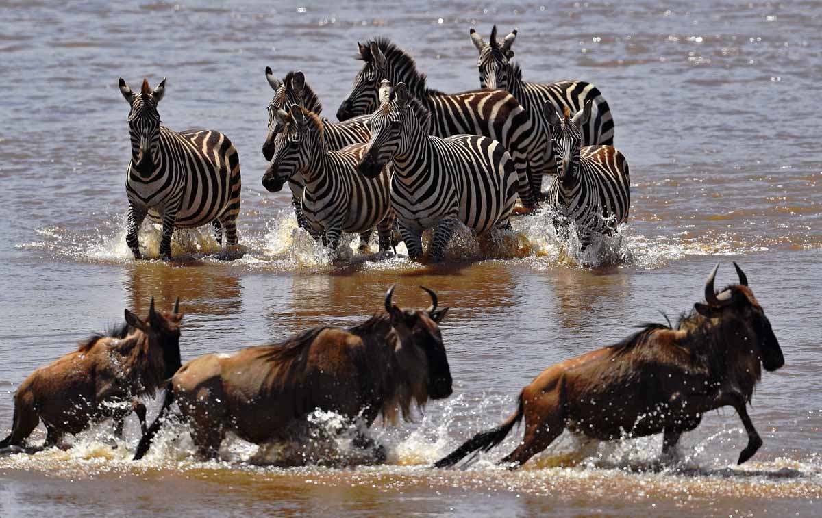 Zebras walk towards crossing wildebeest in the Mara river during the annual wildebeest migration in the Masai Mara game reserve on September 13, 2016.
