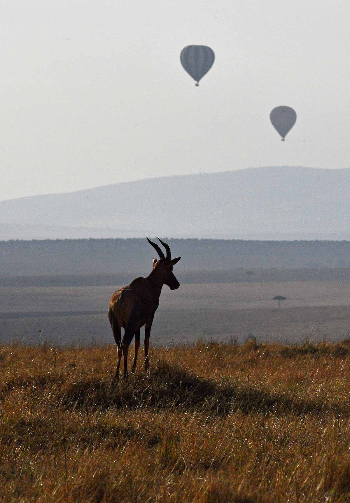 A hartebeest, an African antelope also known as kongoni, is silhouetted during the annual wildebeest migration in the Masai Mara game reserve on September 13, 2016.