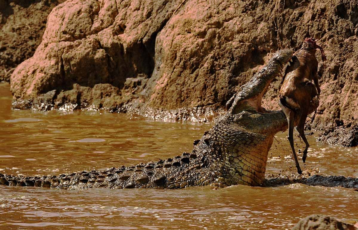 A large crocodile eats a Thompson gazelle during the annual wildebeest migration in the Masai Mara game reserve on September 14, 2016. A large crocodile eats a Thompson gazelle during the annual wildebeest migration in the Masai Mara game reserve on September 14, 2016.