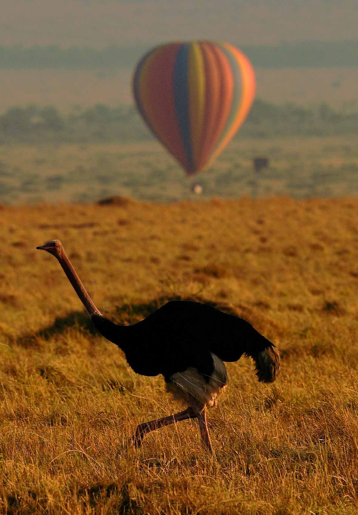 An ostrich walks in front of a hot air balloon carrying tourists during the annual wildebeest migration in the Masai Mara game reserve on September 14, 2016. 