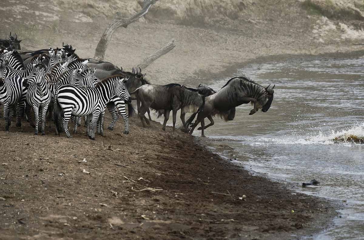 Wildebeests and zebras prepare to cross a river in Masai Mara on September 2, 2015.