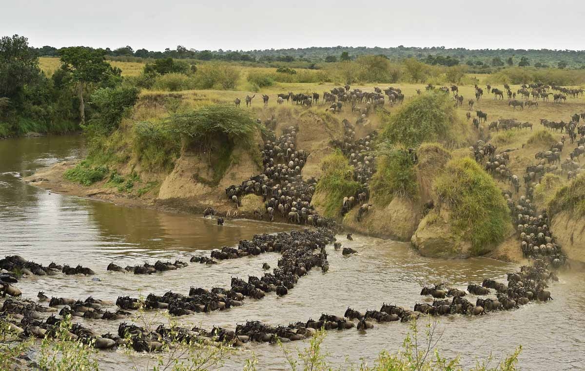 Herds of wildebeest cross the river in Masai Mara on September 4, 2015. Every year hundreds of thousands of wildebeest make the crossing from the Serengeti to Masai Mara game reserve to graze during the migration. 
