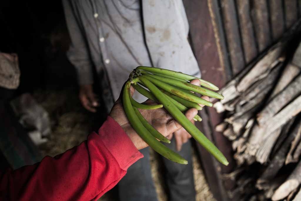 anilla producer 43-year old Patrick Razafiarivo presents green vanilla pods on May 26, 2016 in the municipality of Ambomalaza, Sambava, Madagascar. anilla producer 43-year old Patrick Razafiarivo presents green vanilla pods on May 26, 2016 in the municipality of Ambomalaza, Sambava, Madagascar.