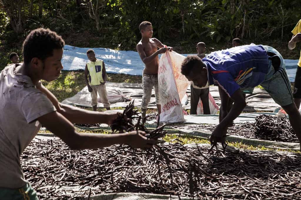 Workers spread red vanilla (vanilla which has been treated by a special cooking) in the sun to be dried on May 25, 2016 in the Municipality Bemalamatra, 30 kms from Sambava, Madagascar. Workers spread red vanilla (vanilla which has been treated by a special cooking) in the sun to be dried on May 25, 2016 in the Municipality Bemalamatra, 30 kms from Sambava, Madagascar.