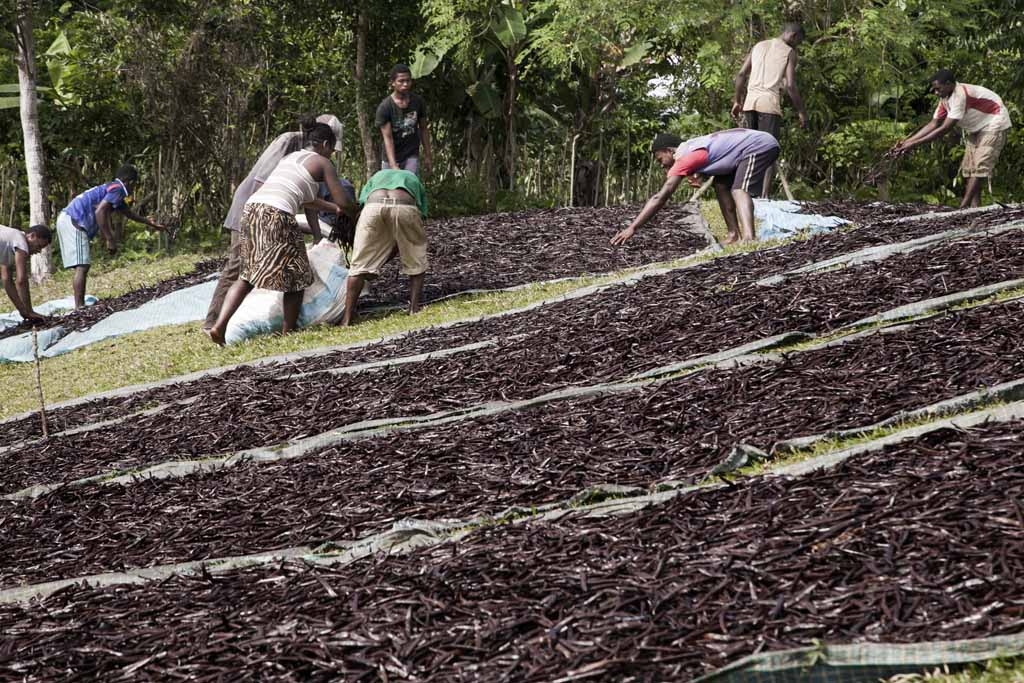 Workers spread red vanilla (vanilla which has been treated by a special cooking) in the sun to be dried on May 25, 2016 in the Municipality Bemalamatra, 30 kms from Sambava, Madagascar. Workers spread red vanilla (vanilla which has been treated by a special cooking) in the sun to be dried on May 25, 2016 in the Municipality Bemalamatra, 30 kms from Sambava, Madagascar.