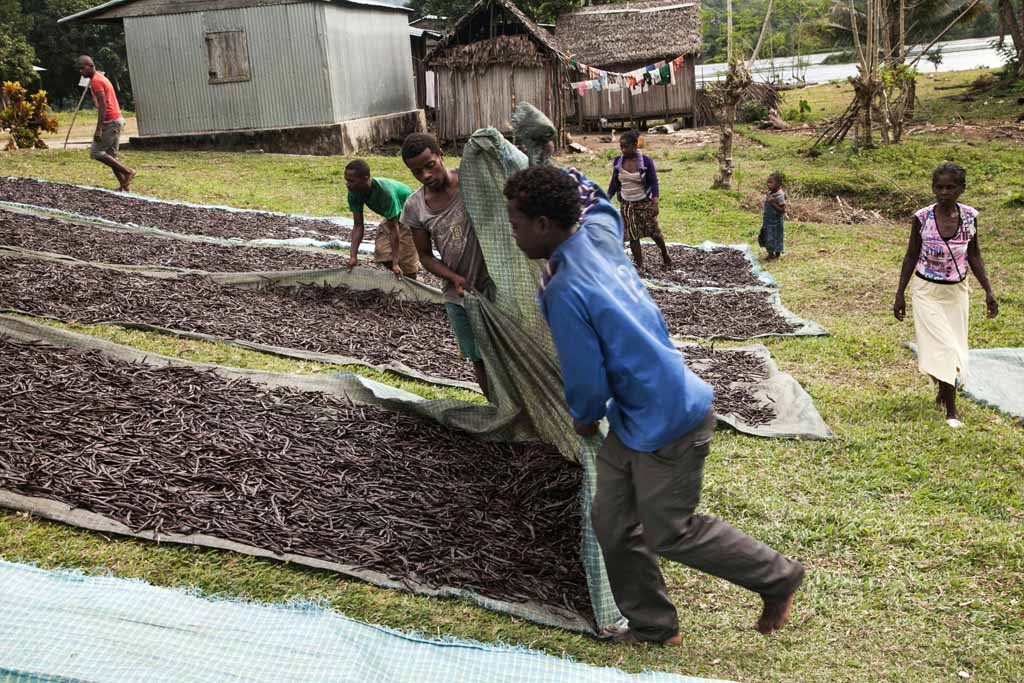 Workers spread red vanilla (vanilla which has been treated by a special cooking) in the sun to be dried on May 25, 2016 in the Municipality Bemalamatra, 30 kms from Sambava, Madagascar. Workers spread red vanilla (vanilla which has been treated by a special cooking) in the sun to be dried on May 25, 2016 in the Municipality Bemalamatra, 30 kms from Sambava, Madagascar.