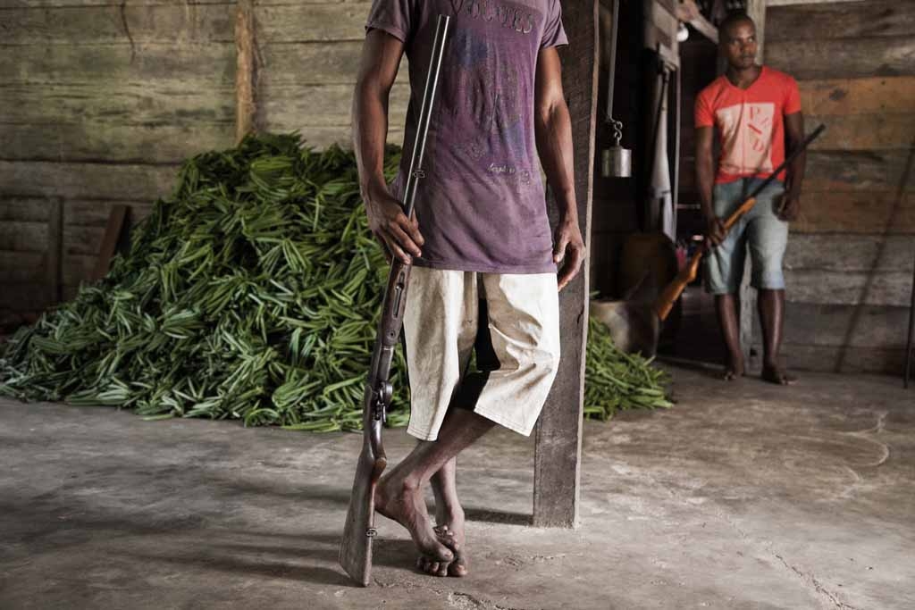 Armed guards look after a pile of vanilla in a Vanilla farmer barn on May 25, 2016 in the Municipality Bemalamatra, 30 kms from Sambava, Madagascar. Armed guards look after a pile of vanilla in a Vanilla farmer barn on May 25, 2016 in the Municipality Bemalamatra, 30 kms from Sambava, Madagascar.