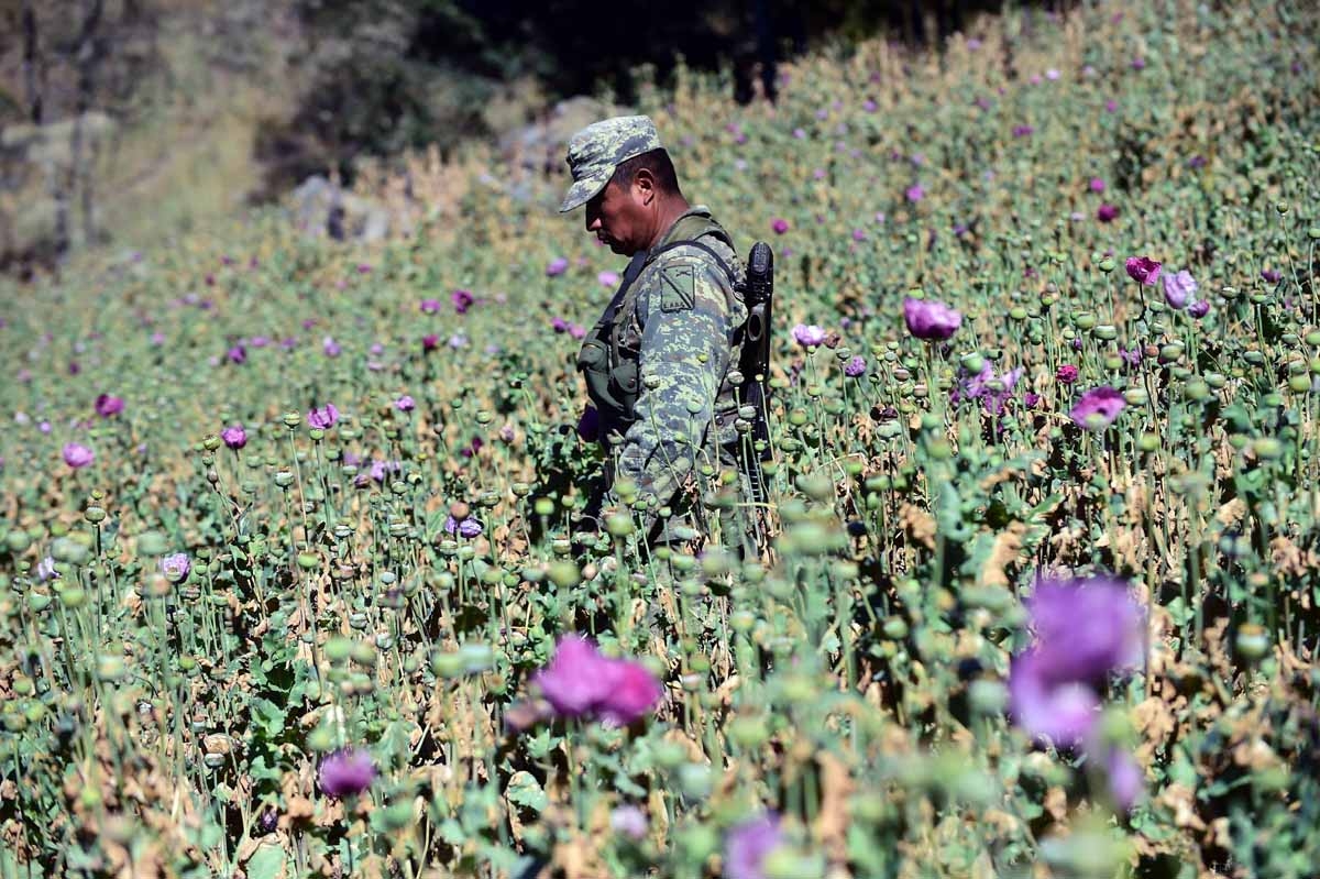 A Mexican soldier pulls up poppy flowers as part of the army's struggle to eradicate growing opium production, in the community of Surutato in Sinaloa state in northwest Mexico, on December 8, 2016. / AFP PHOTO / ALFREDO ESTRELLA