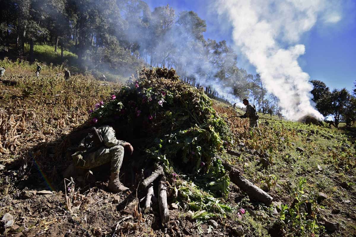 Mexican soldiers burn a field of poppies as part of the army's struggle to eradicate growing opium production, in the community of Surutato in Sinaloa state in northwest Mexico, on December 8, 2016. / AFP PHOTO / ALFREDO ESTRELLA