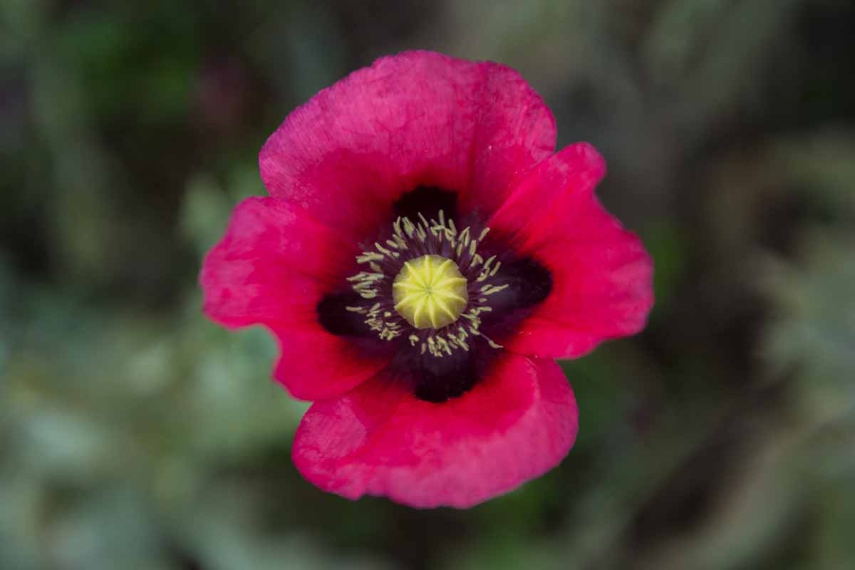 View of a poppy field in the state of Guerrero, Mexico on January 25, 2016. Mexico is being whipped by a drug cartels war disputing their place and the trafficking to the United States with unusual ferocity and sophisticated wepaons. AFP PHOTO/Pedro PARD
