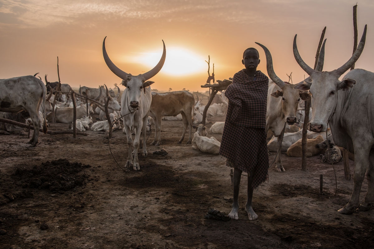 A Sudanese boy from Dinka tribe poses between cows in the early morning at their cattle camp in Mingkaman, Lakes State, South Sudan on March 4, 2018.