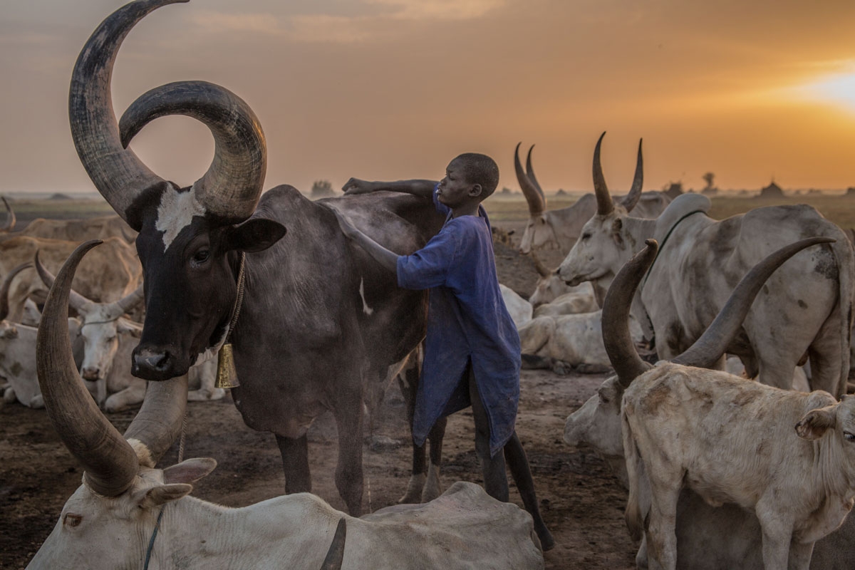 ASudanese boy from Dinka tribe tends a cow in the early morning at their cattle camp in Mingkaman, Lakes State, South Sudan on March 4, 2018.
