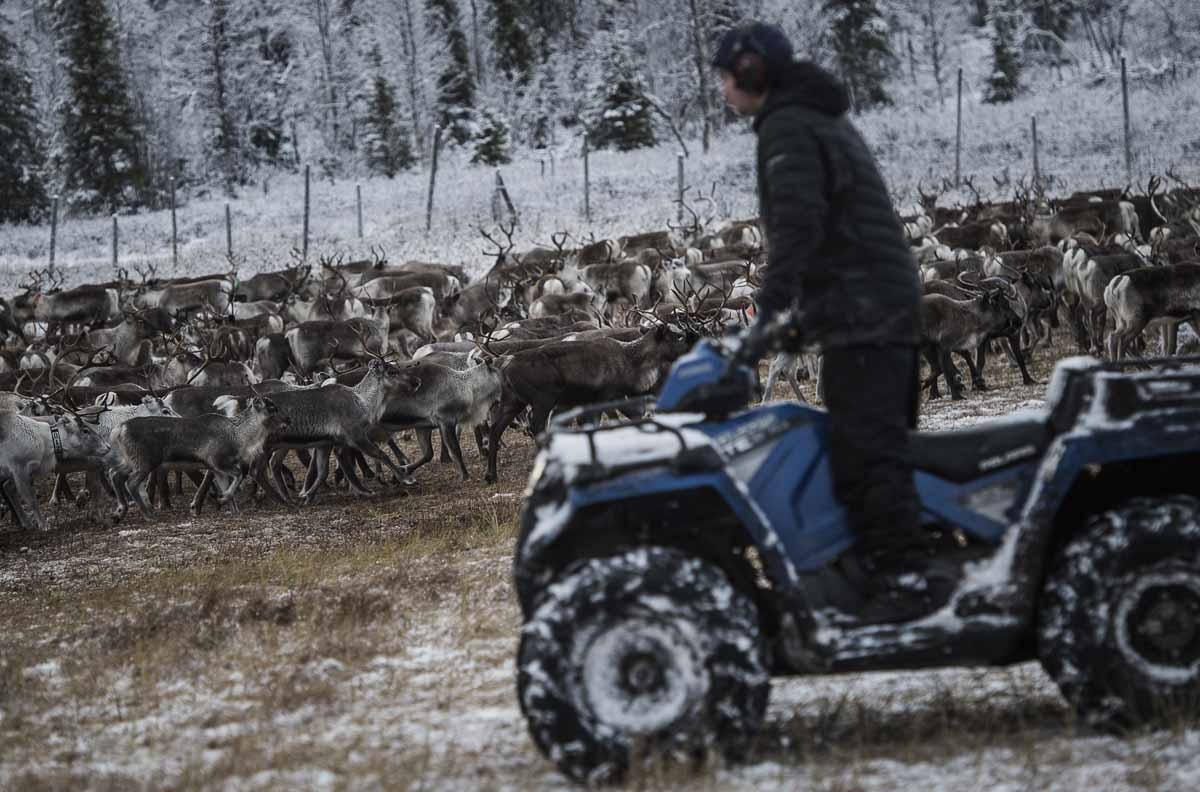 A Sami man from the Vilhelmina Norra Sameby, lead his reindeers herd into a corral for selection and calf labelling on October 27, 2016 near the village of Dikanaess, about 800 kilometers north-west of the capital Sweden. A Sami man from the Vilhelmina Norra Sameby, lead his reindeers herd into a corral for selection and calf labelling on October 27, 2016 near the village of Dikanaess, about 800 kilometers north-west of the capital Sweden.