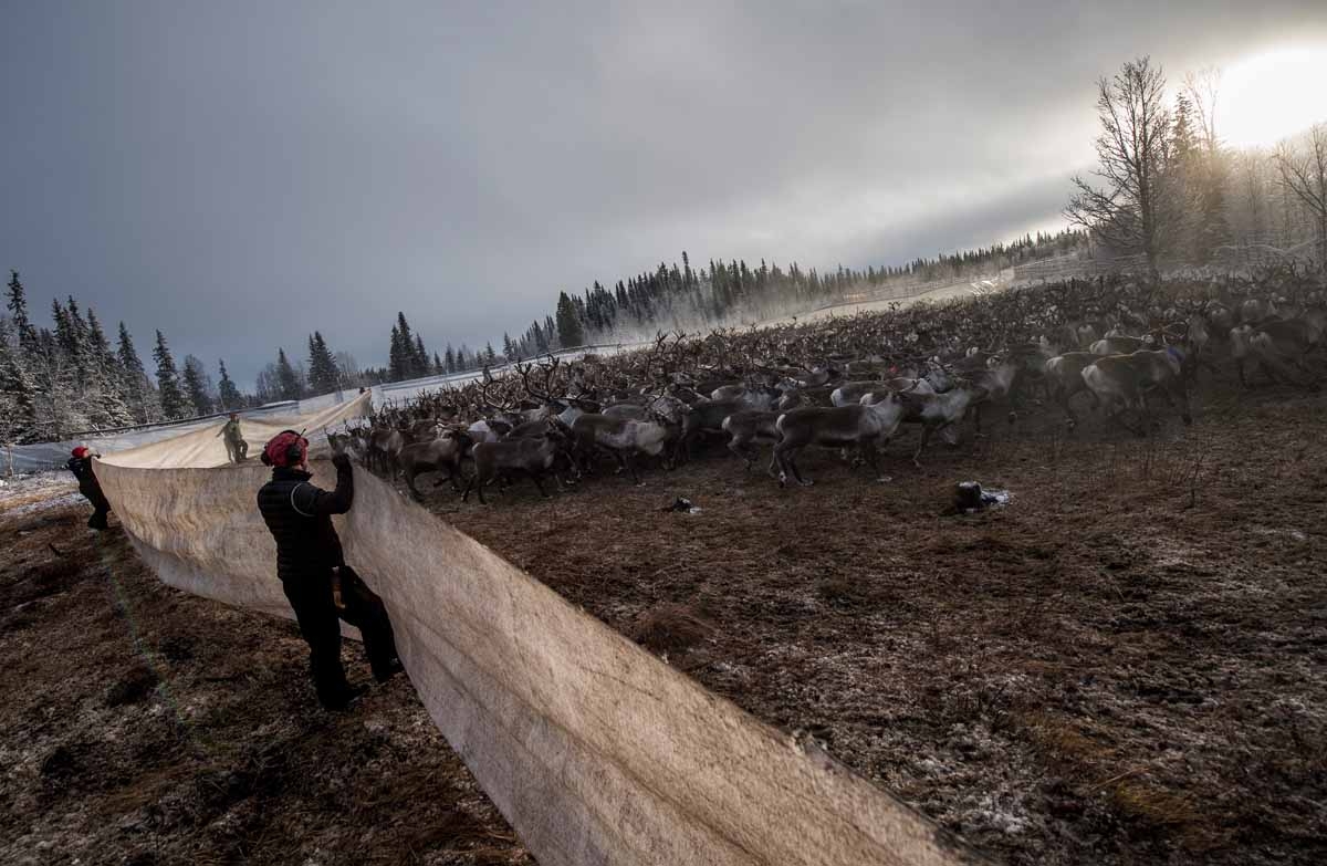 Sami people from the Vilhelmina Norra Sameby, gather their reindeers herd in a corral for selection and calf labelling on October 27, 2016 near the village of Dikanaess, about 800 kilometers north-west of the capital Sweden. Sami people from the Vilhelmina Norra Sameby, gather their reindeers herd in a corral for selection and calf labelling on October 27, 2016 near the village of Dikanaess, about 800 kilometers north-west of the capital Sweden.