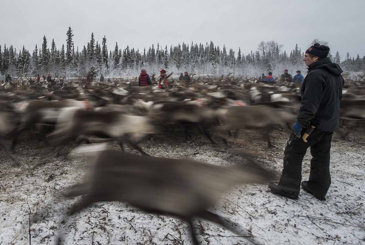 Sami people from the Vilhelmina Norra Sameby, gather their reindeers herd in a corral for selection and calf labelling on October 27, 2016 near the village of Dikanaess, about 800 kilometers north-west of the capital Sweden. Sami people from the Vilhelmina Norra Sameby, gather their reindeers herd in a corral for selection and calf labelling on October 27, 2016 near the village of Dikanaess, about 800 kilometers north-west of the capital Sweden.