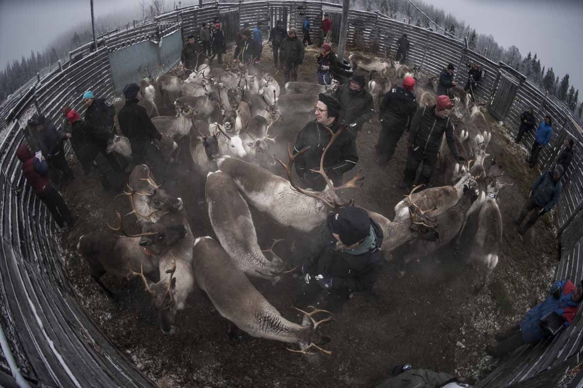 Sami people from the Vilhelmina Norra Sameby, gather their reindeers herd in a corral for selection and calf labelling on October 27, 2016 near the village of Dikanaess, about 800 kilometers north-west of the capital Sweden Sami people from the Vilhelmina Norra Sameby, gather their reindeers herd in a corral for selection and calf labelling on October 27, 2016 near the village of Dikanaess, about 800 kilometers north-west of the capital Sweden