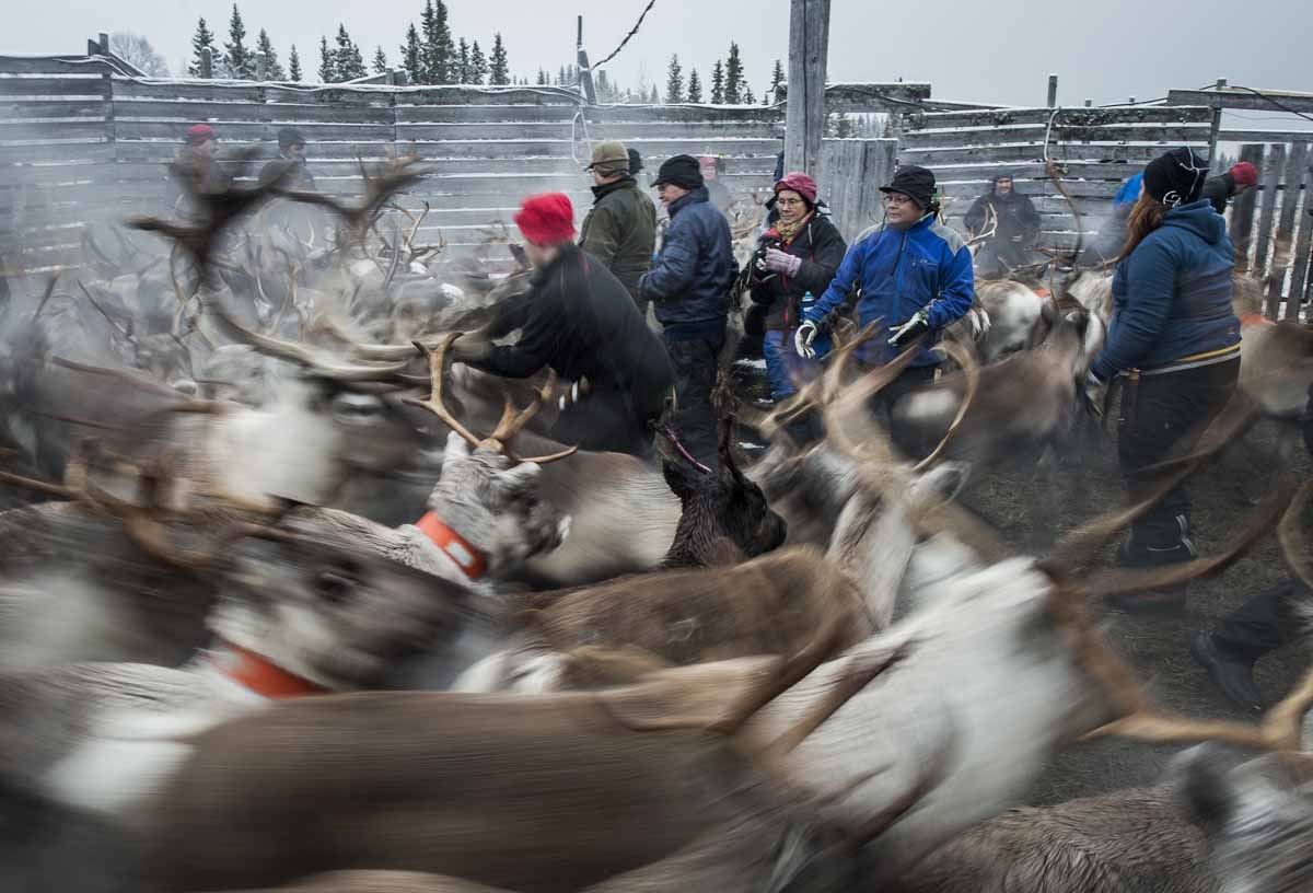 Sami people from the Vilhelmina Norra Sameby, gather their reindeers herd in a corral for selection and calf labelling on October 27, 2016 near the village of Dikanaess, about 800 kilometers north-west of the capital Sweden. Sami people from the Vilhelmina Norra Sameby, gather their reindeers herd in a corral for selection and calf labelling on October 27, 2016 near the village of Dikanaess, about 800 kilometers north-west of the capital Sweden.