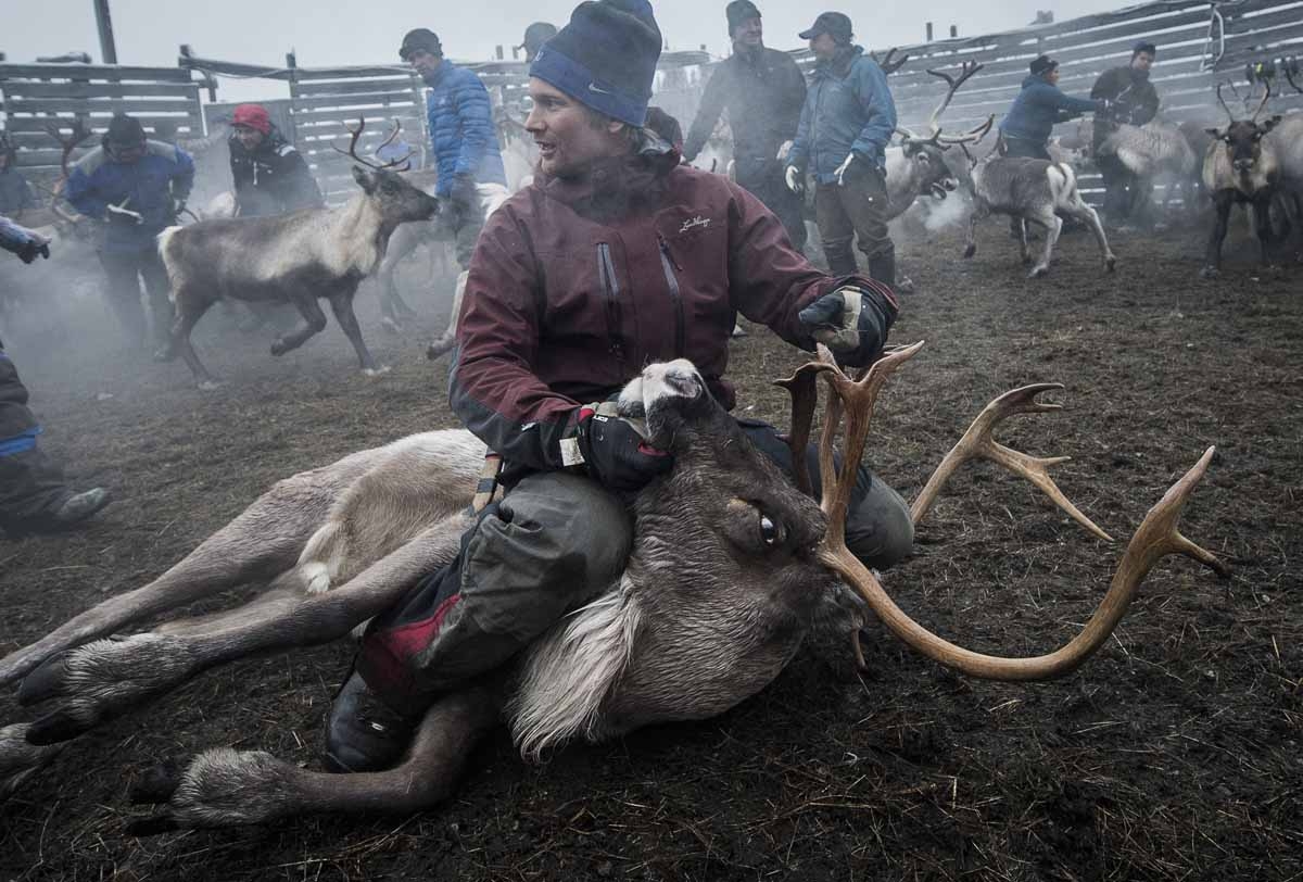 A Sami man from the Vilhelmina Norra Sameby, catches a reindeer during a gathering of his reindeers herd for selection and calf labelling on October 27, 2016 near the village of Dikanaess, about 800 kilometers north-west of the capital Sweden. A Sami man from the Vilhelmina Norra Sameby, catches a reindeer during a gathering of his reindeers herd for selection and calf labelling on October 27, 2016 near the village of Dikanaess, about 800 kilometers north-west of the capital Sweden.
