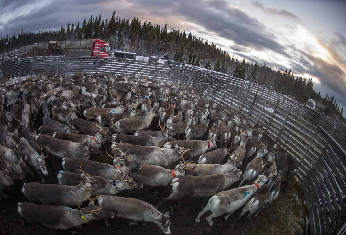 A reindeers herd belonging to the Sami people of Vilhelmina Norra Sameby is gathered in a corral for transportation after a process of selection and calf labelling on October 28, 2016 near the village of Dikanaess, about 800 kilometers north-west of the c A reindeers herd belonging to the Sami people of Vilhelmina Norra Sameby is gathered in a corral for transportation after a process of selection and calf labelling on October 28, 2016 near the village of Dikanaess, about 800 kilometers north-west of the c