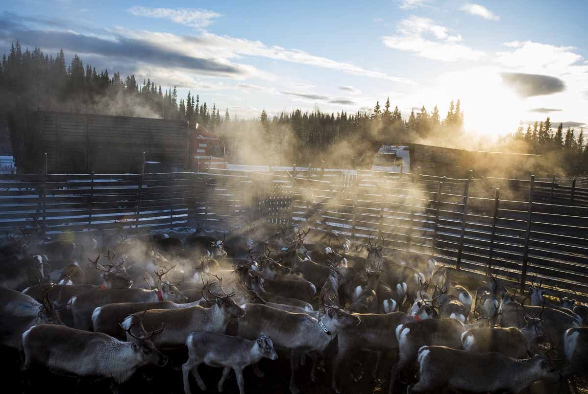 A reindeers herd belonging to the Sami people of Vilhelmina Norra Sameby is gathered in a corral for transportation after a process of selection and calf labelling on October 28, 2016 near the village of Dikanaess, about 800 kilometers north-west of the c A reindeers herd belonging to the Sami people of Vilhelmina Norra Sameby is gathered in a corral for transportation after a process of selection and calf labelling on October 28, 2016 near the village of Dikanaess, about 800 kilometers north-west of the c