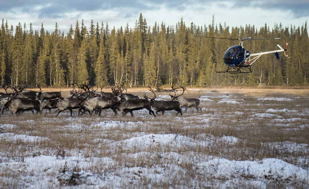 Sami people from the Vilhelmina Norra Sameby fly a helicopter during a reindeer herding on October 28, 2016 near the village of Dikanaess, about 800 kilometers north-west of the capital Sweden. Sami people from the Vilhelmina Norra Sameby fly a helicopter during a reindeer herding on October 28, 2016 near the village of Dikanaess, about 800 kilometers north-west of the capital Sweden.