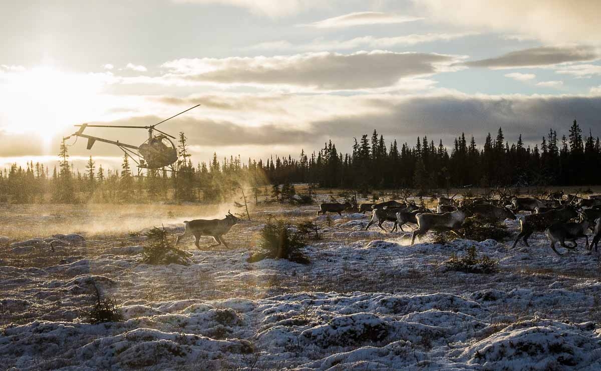 Sami people from the Vilhelmina Norra Sameby fly a helicopter during a reindeer herding on October 28, 2016 near the village of Dikanaess, about 800 kilometers north-west of the capital Sweden. Sami people from the Vilhelmina Norra Sameby fly a helicopter during a reindeer herding on October 28, 2016 near the village of Dikanaess, about 800 kilometers north-west of the capital Sweden.