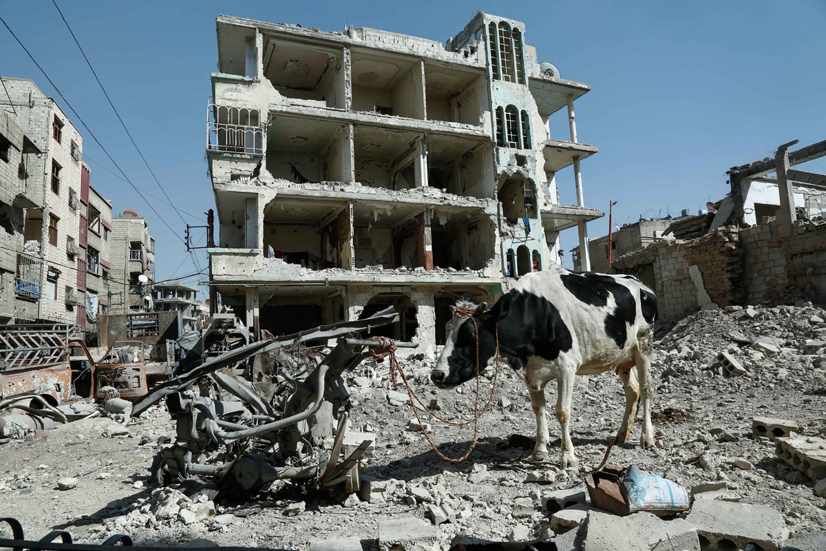 A cow is seen attached to scrap metal near destroyed buildings in Douma, in the rebel enclave of Eastern Ghouta on the outskirts of Damascus on March 12, 2018.