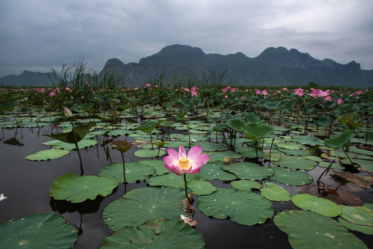 In this photograph taken on May 5, 2017, lotus flowers blossom in the Khao Sam Roi Yot national park in southern Thailand.