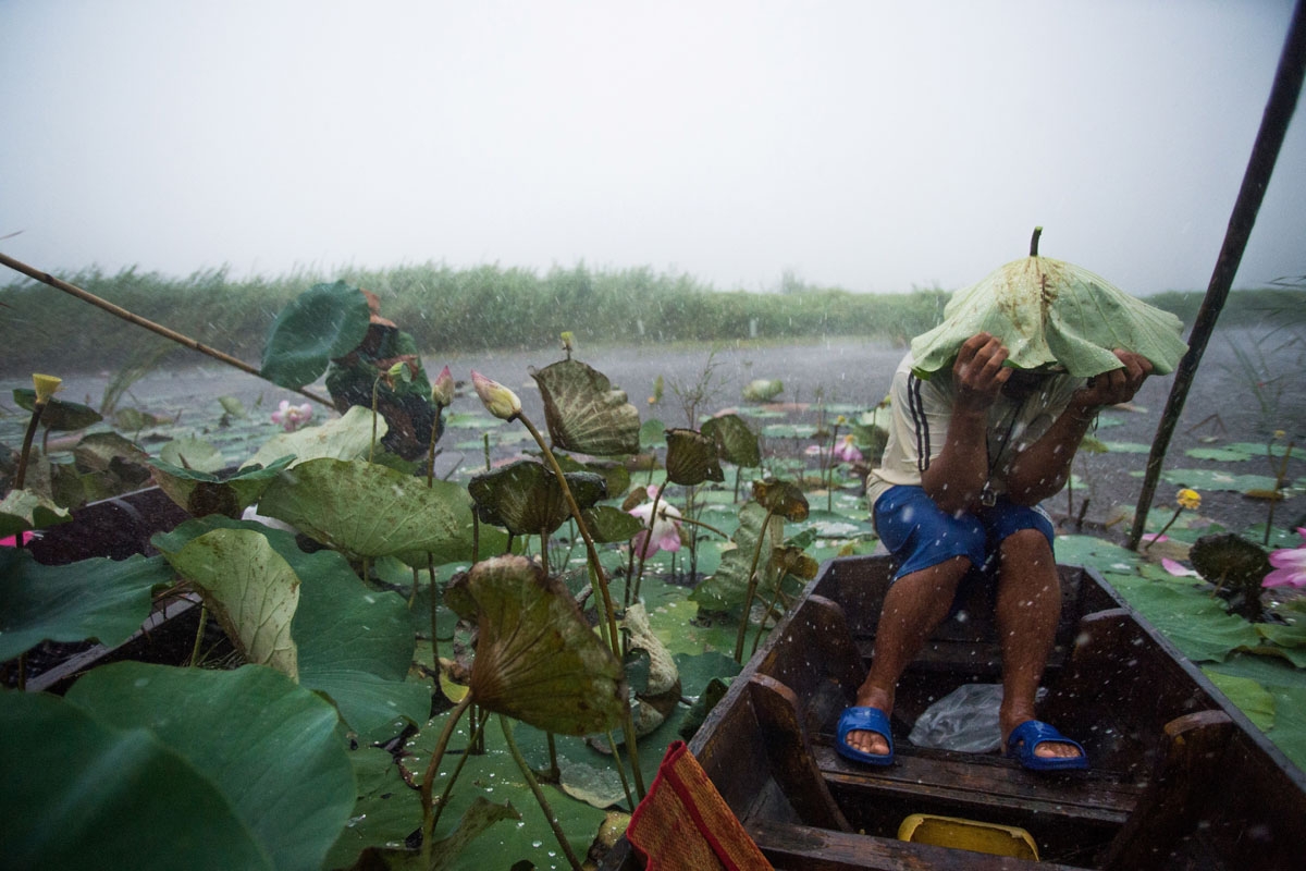 In this photograph taken on May 5, 2017, a local tourist guide uses a lotus leaf to shield his head during a summer storm, that swept in from the Gulf of Thailand, while riding in a canoe on a lake in the Khao Sam Roi Yot national park in southern Thailan