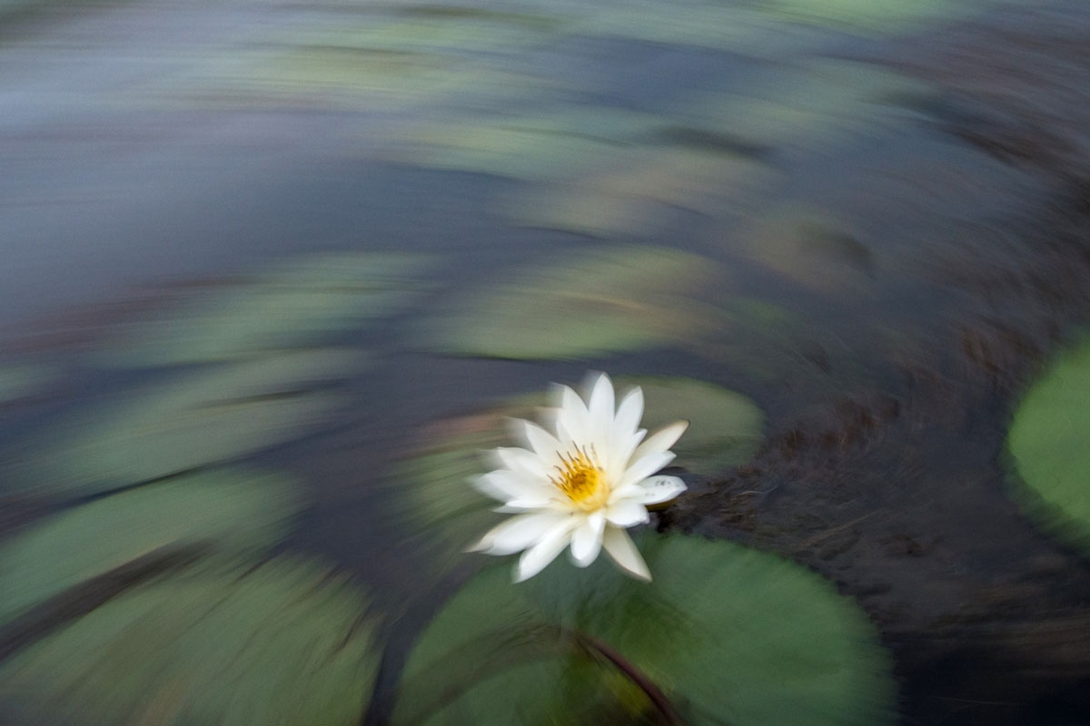 In this photograph taken on May 5, 2017, a lotus flower blossoms in the Khao Sam Roi Yot national park in southern Thailand.