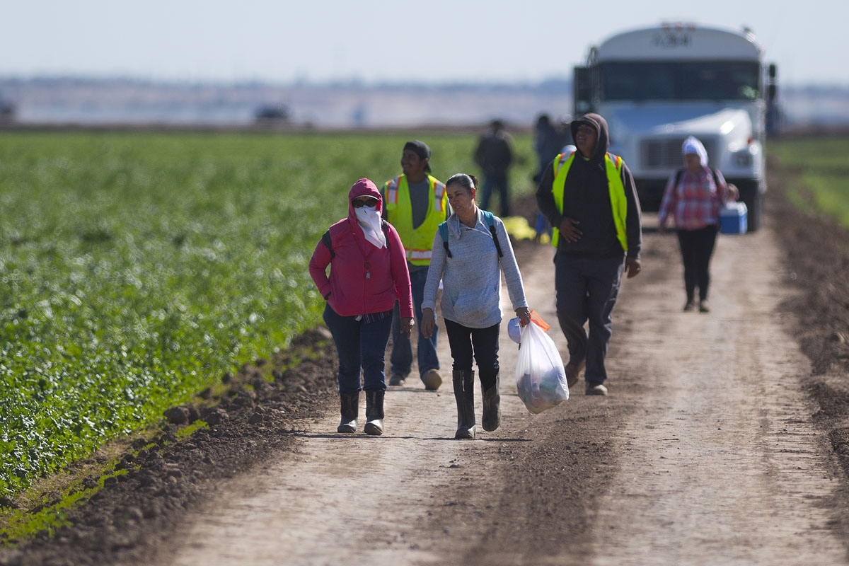 Temporary agricultural workers walk off a lettuce farm at the end of their shift outside Yuma, Arizona, on February 15, 2017.