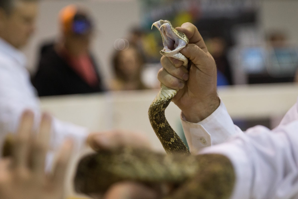 Matt Miles displays the fangs of a rattlesnake to attendees during the Sweetwater Rattlesnake Roundup at Nolan County Coliseum on March 11, 2018 in Sweetwater, Texas. / AFP PHOTO / Loren Elliott