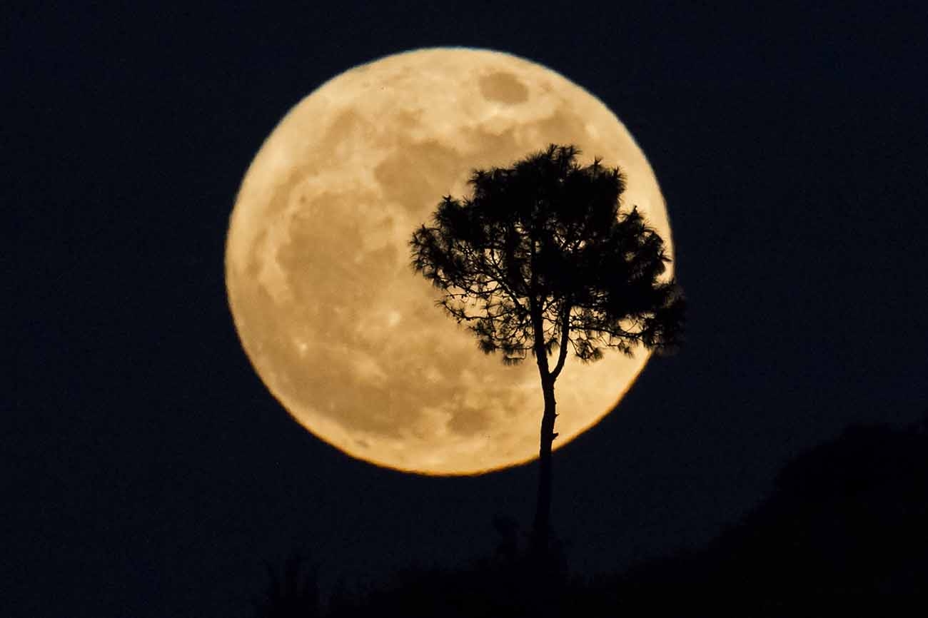A tree is silhouetted as a supermoon rises over Heho, Myanmar's Shan state, on November 14, 2016.