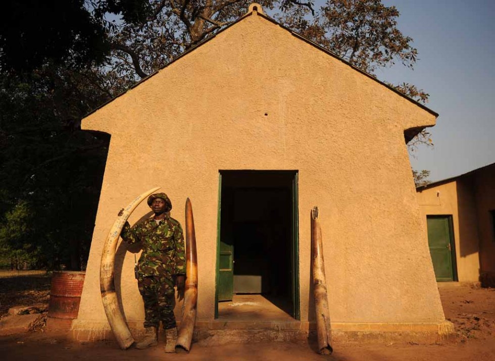 A scout stands next to elephant tusks confiscated from poachers. A scout stands next to elephant tusks confiscated from poachers.