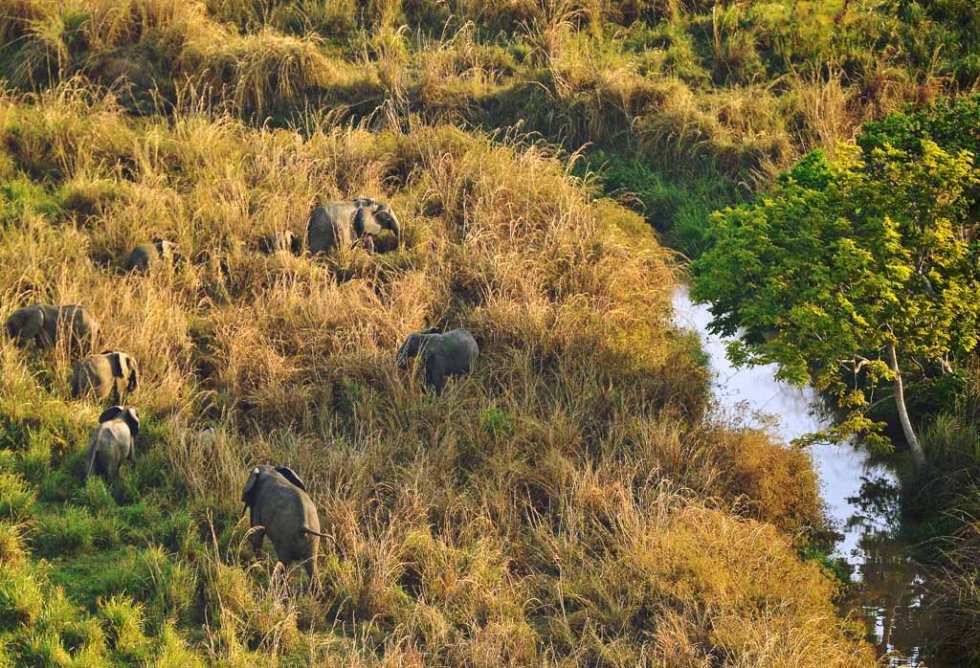 Elephants in the park. Elephants in the park.