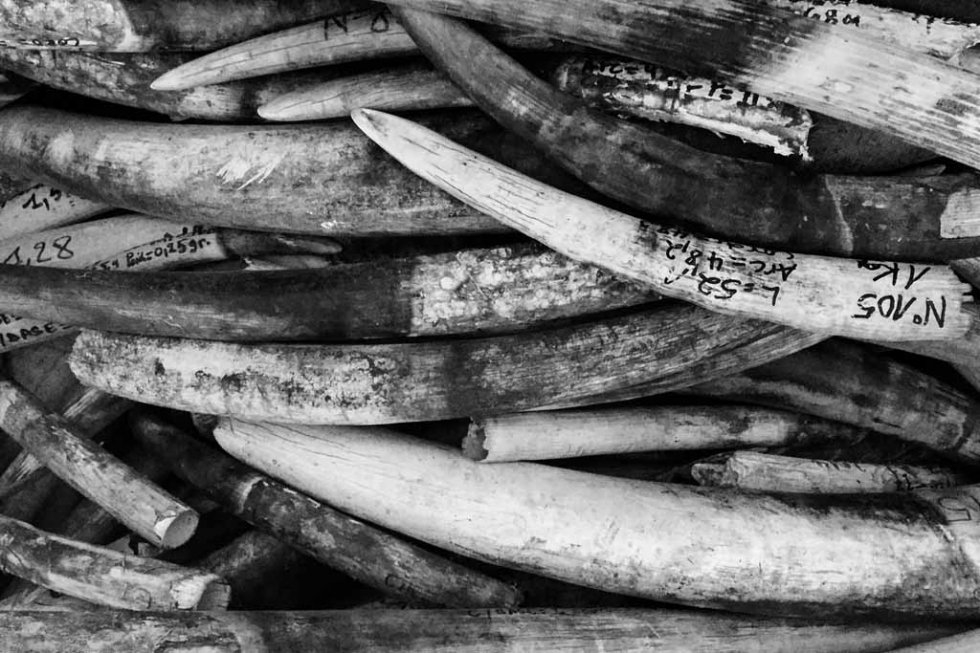 Confiscated elephant tusks. (Photo courtesy of Tristan McConnell) Confiscated elephant tusks. (Photo courtesy of Tristan McConnell)
