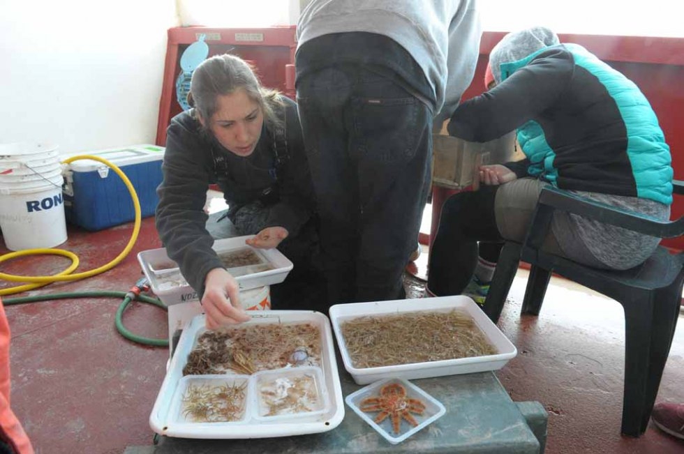 Scientists examine collected specimen Scientists examine collected specimen