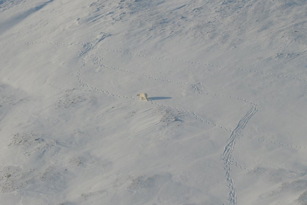 A polar bear makes its way across the ice A polar bear makes its way across the ice