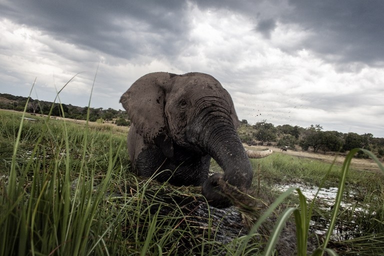 BOTSWANA-ENVIRONMENT-WILDLIFE-ELEPHANTS-FILES BOTSWANA-ENVIRONMENT-WILDLIFE-ELEPHANTS-FILES