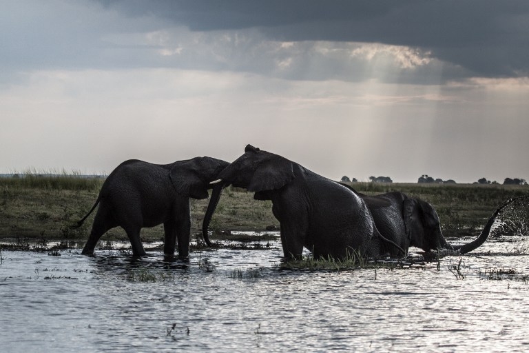 Elephants splash in the Chobe river in Botswana Elephants splash in the Chobe river in Botswana