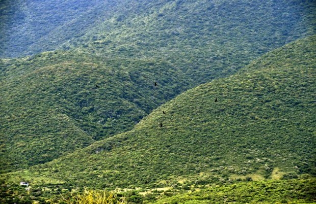 Vultures fly over the Cerro Gordo on October 10, 2014 Vultures fly over the Cerro Gordo on October 10, 2014