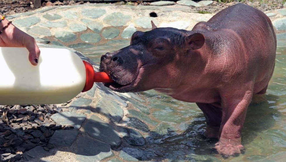 A vet feeds one of the hippos that was kept by Escobar. July, 2008. A vet feeds one of the hippos that was kept by Escobar. July, 2008.