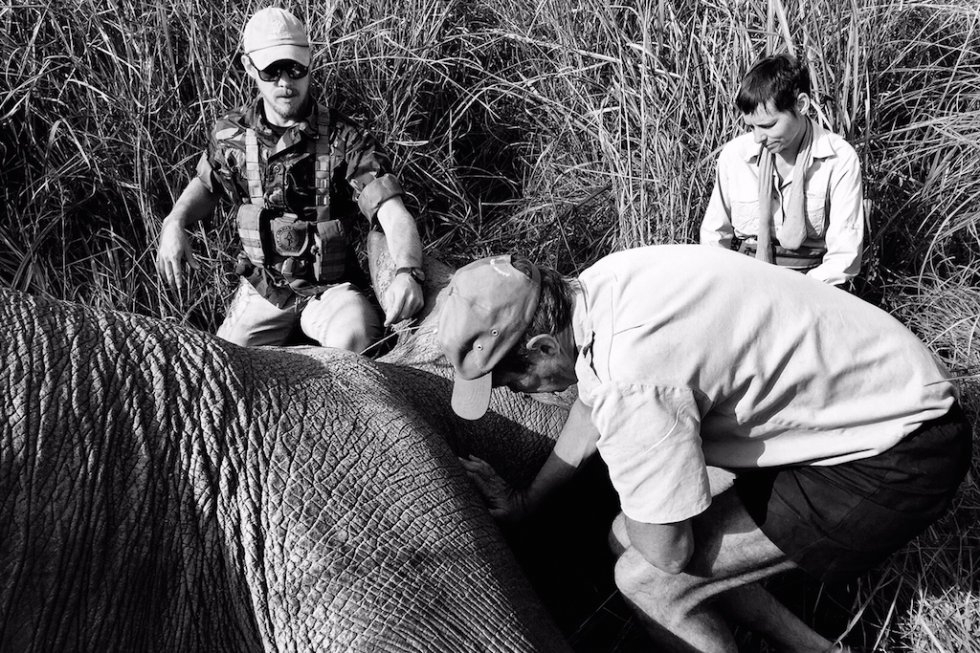 Erik Mararv (in cap) examines a sedated elephant. (Photo courtesy of Tristan McConnell) Erik Mararv (in cap) examines a sedated elephant. (Photo courtesy of Tristan McConnell)
