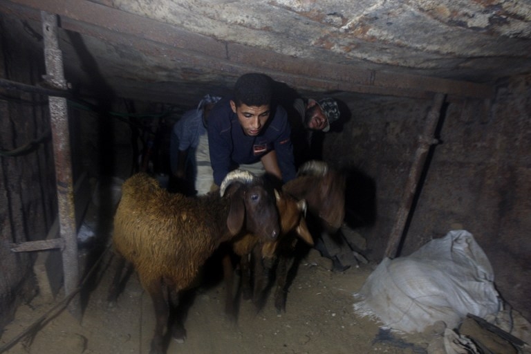 Smuggling sheep from Egypt into Gaza through a tunnel under the border in November 2010 Smuggling sheep from Egypt into Gaza through a tunnel under the border in November 2010
