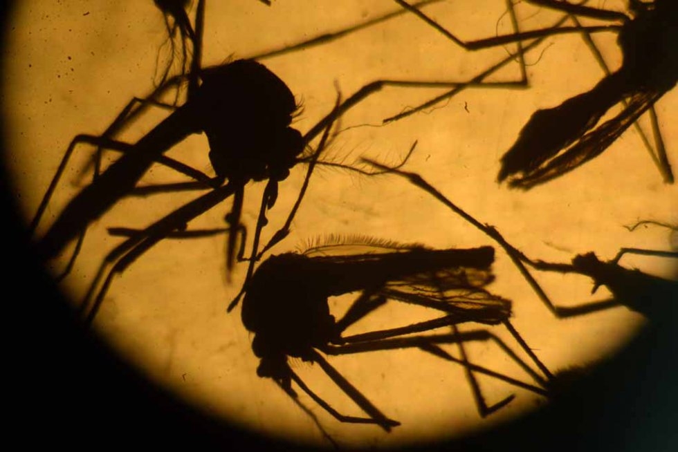 Aedes Aegypti mosquitoes in a lab in San Salvador. February, 2016. Aedes Aegypti mosquitoes in a lab in San Salvador. February, 2016.