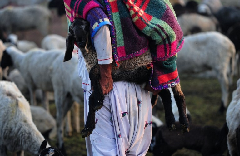 Nomadic shepherd Galba Ram, 32, holds one-month-old lamb Otta as he prepares to feed him at their camp outside Faridabad Nomadic shepherd Galba Ram, 32, holds one-month-old lamb Otta as he prepares to feed him at their camp outside Faridabad